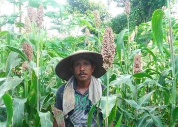 Potensi Tanaman Pangan NTT Belum Dikelola Maksimal