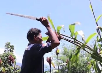 Pengalaman 3 Tahun Tanam Sorgum Bapak Mus Tukan