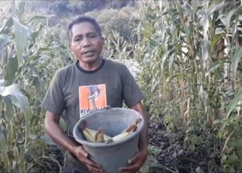 Mikael Kere Lio dari Desa Gekeng Deran: Sembilan Ton Sorgum Untuk NTT