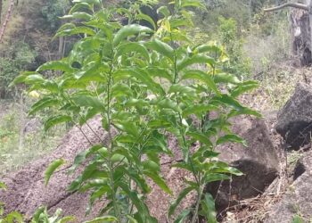 Upaya Budidaya Pohon Sayur Kehue