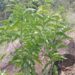Upaya Budidaya Pohon Sayur Kehue