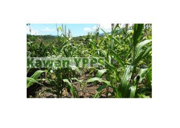 Tampil Beda di Lewomuda